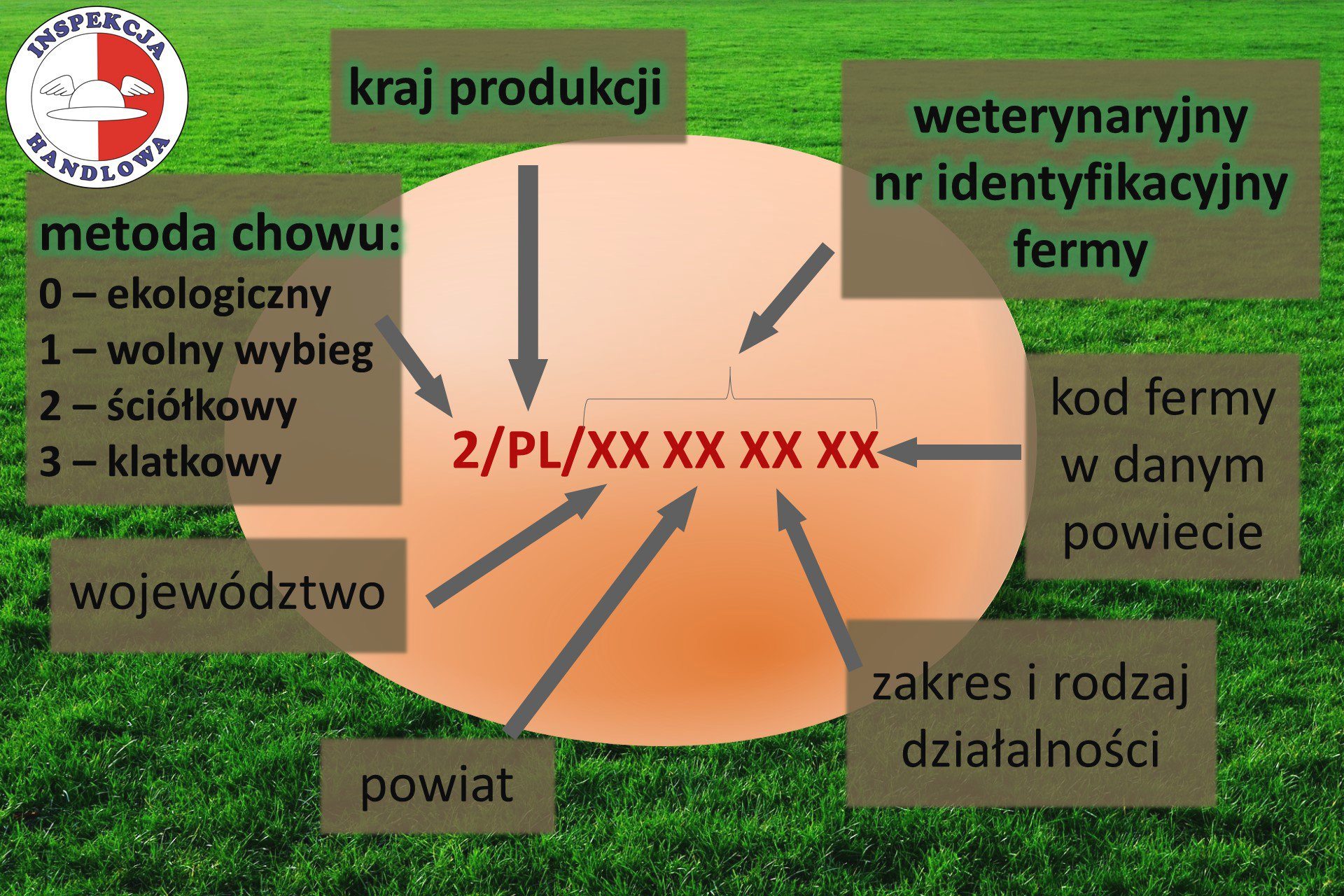 światowy dzień jaja, jaja, Światowa Organizacja Zdrowia, Międzynarodowa Komisja ds Jaj
