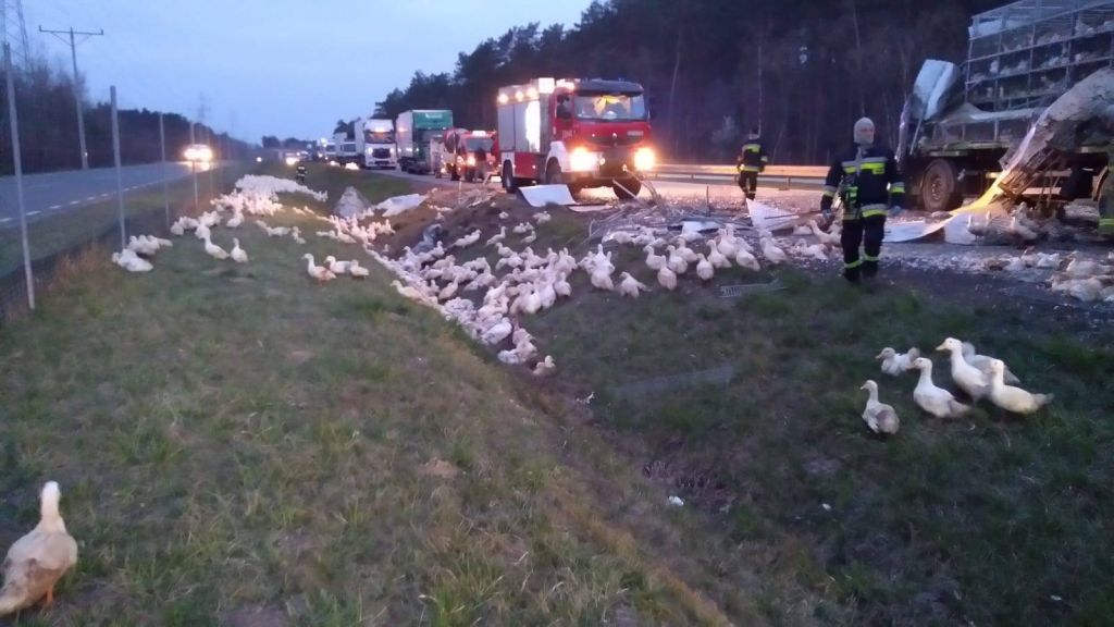 kaczki na S8, wypadek tira z kaczkami, Piotrków Trybunalski, Polichno, transport drobiu