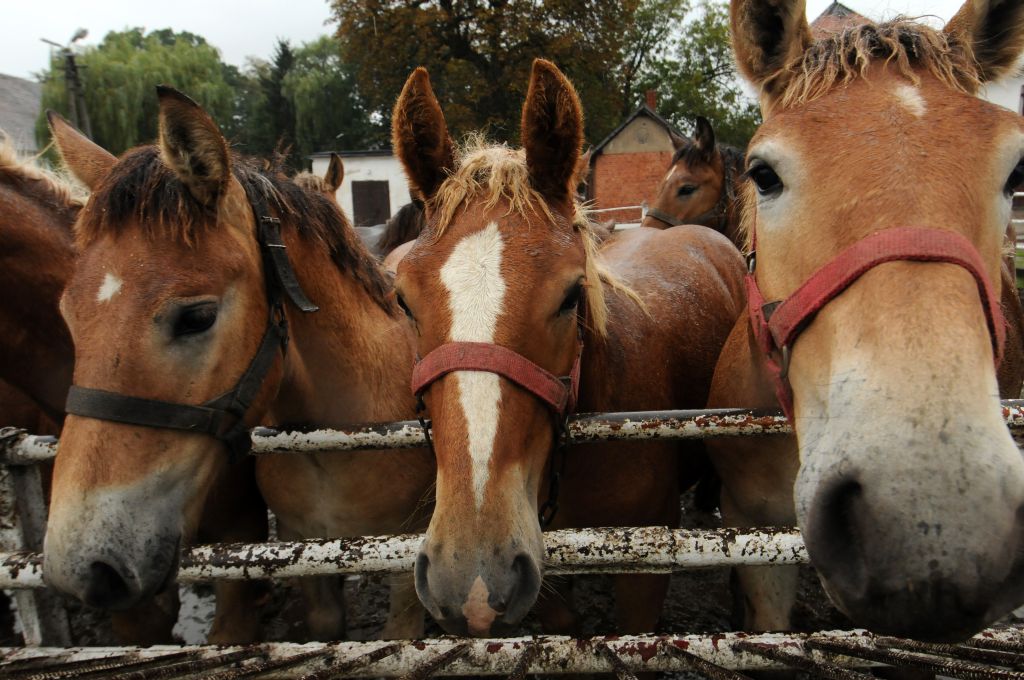 hodowla koni w polsce, Polski Związek Hodowców Koni, jan krzysztof ardanowski, ministerstwo rolnictwa