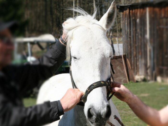 konie, kradzież, policja, Olsztyn, kradzież koni