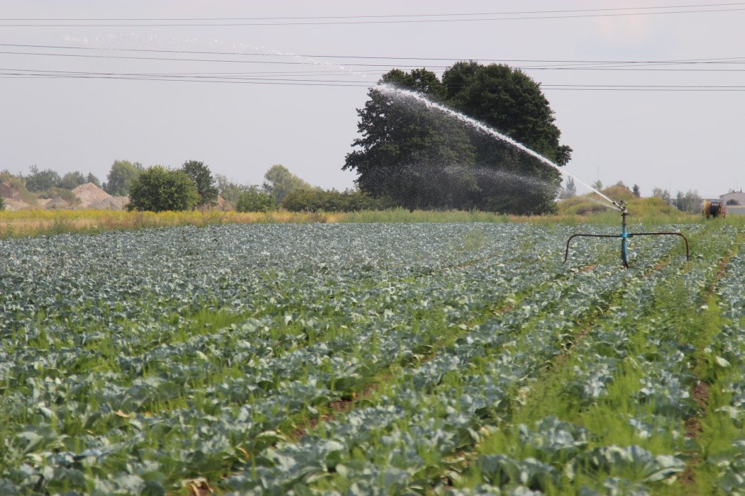 Horyzont 2020, fertygacja, warzywnictwo, badania naukowe, Fertinnowa, nawadnianie