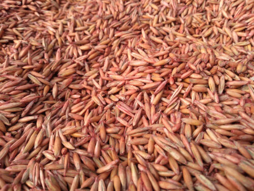 owies, ziarno, materiał kwalifikowany