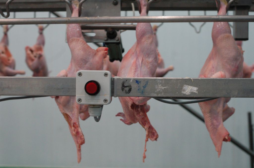 drób, przetwórstwo drobiu, ubojnia drobiu, rynek drobiu