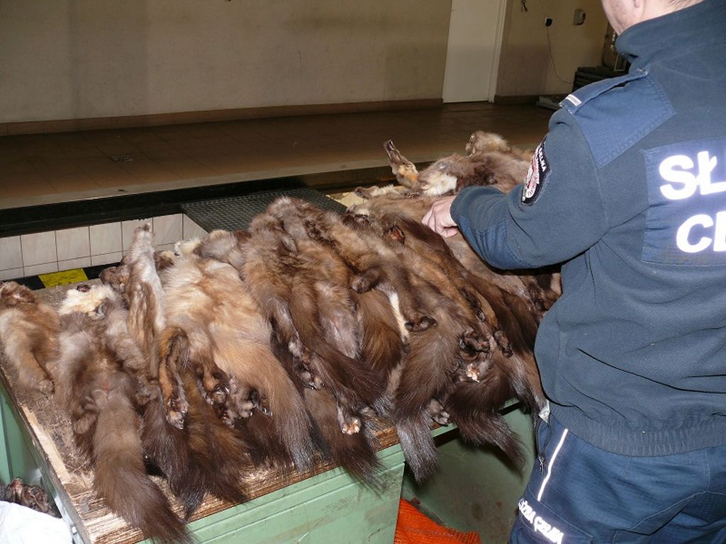 przemyt skór, rak błotny, terespol, korczowa, kas