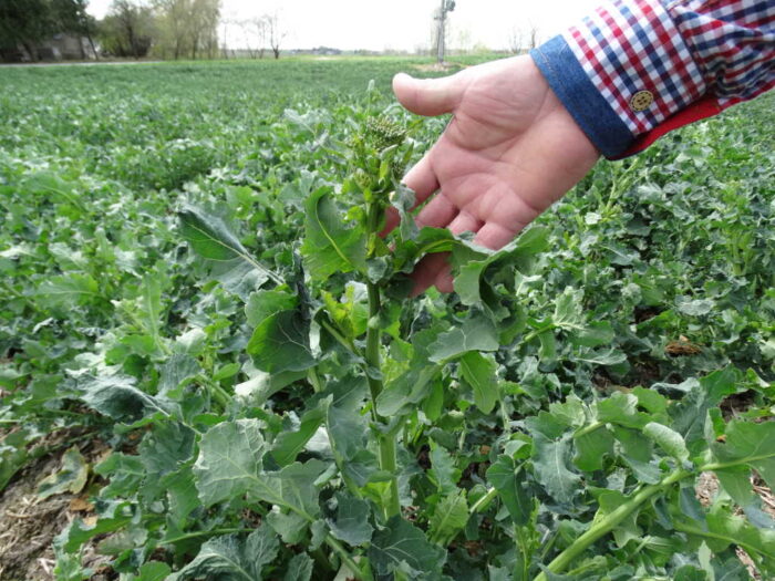 rzepak, pole, Sahryń, przymrozek,