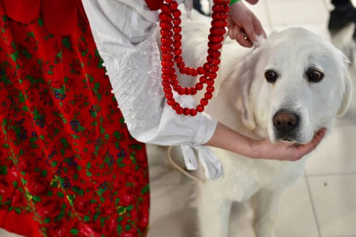 hodowla owiec, owce, owczarki podhalańskie, RDOŚ Olsztyn, Justyna Januszewicz