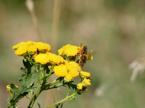 pszczoły, rzepak, kwitnienie