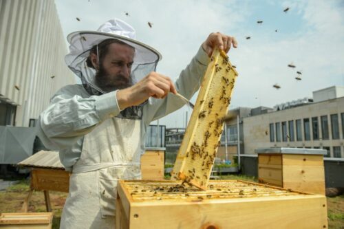 Ule na balkonie, miejska hodowla pszczół, włochy, mediolan