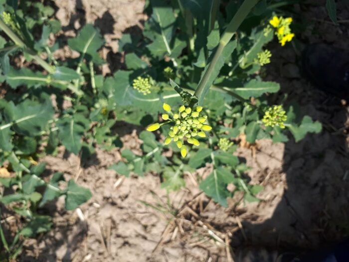 słodyszek rzepakowy, zwalczanie, ochrona rzepaku, pyretroidy, neonikotynoidy, insektycydy fosforoorganiczne, odporność