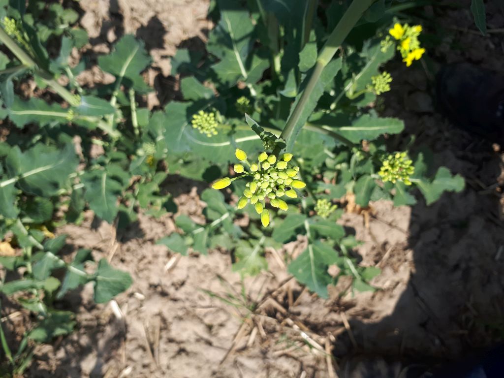 słodyszek rzepakowy, zwalczanie, ochrona rzepaku, pyretroidy, neonikotynoidy, insektycydy fosforoorganiczne, odporność