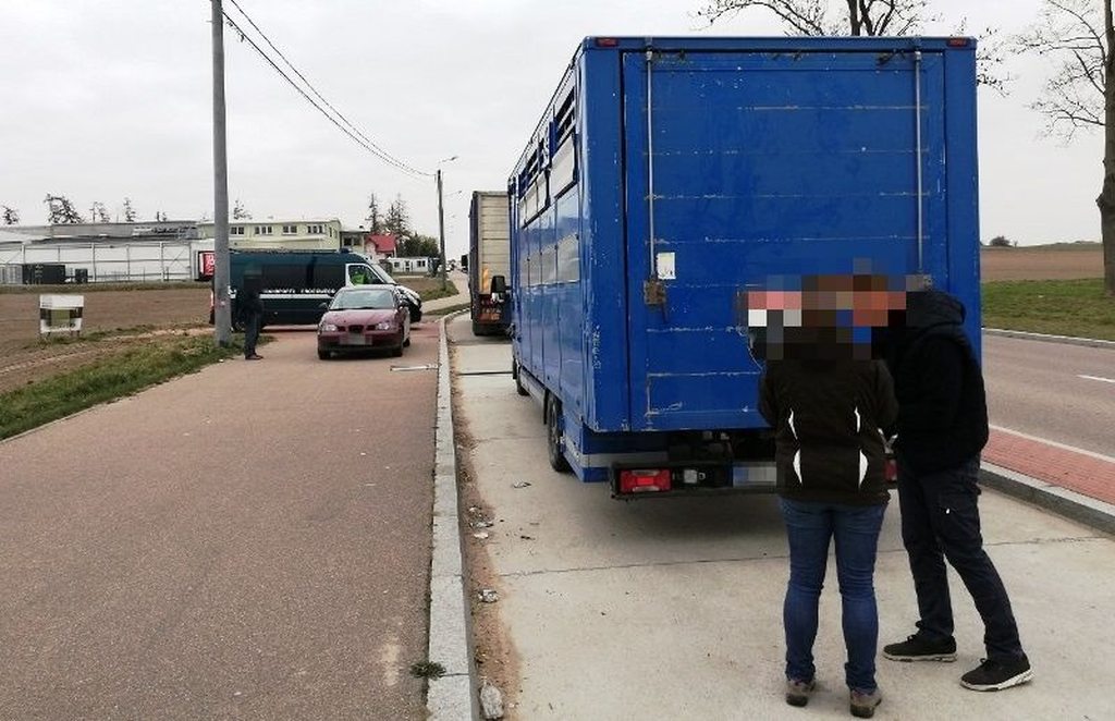 transport zwierząt, dobrostan, ITD, mandat, podlaskie