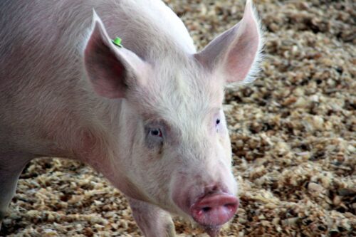 trzoda chlewna, wsparcie finansowe, UE