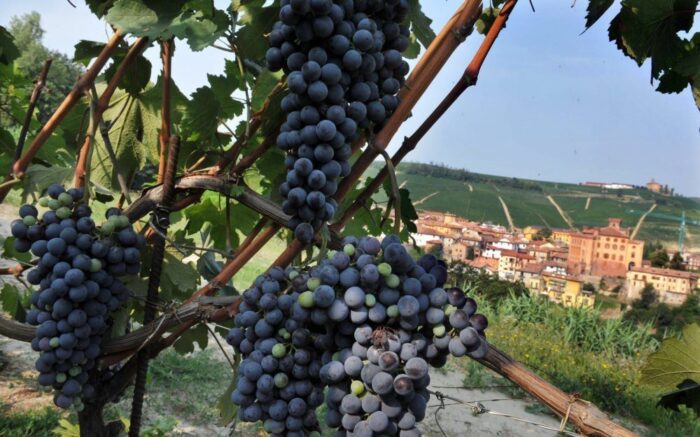 wonnica, Włochy, Toskania, wino