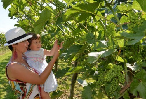 winnica biodynamiczna, pawlikowice, Agnieszka Rousseau