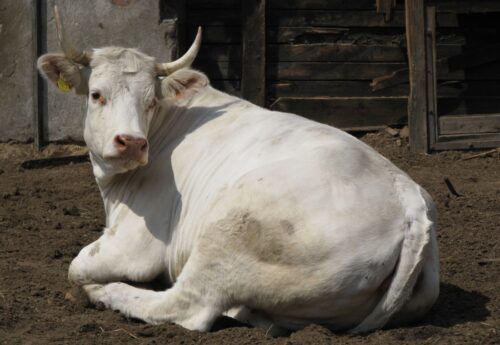 bezpieczeństwo żywności, inspekcja weterynaryjna, lekarze weterynarii, zakłady mięsne