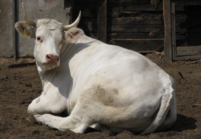 bezpieczeństwo żywności, inspekcja weterynaryjna, lekarze weterynarii, zakłady mięsne