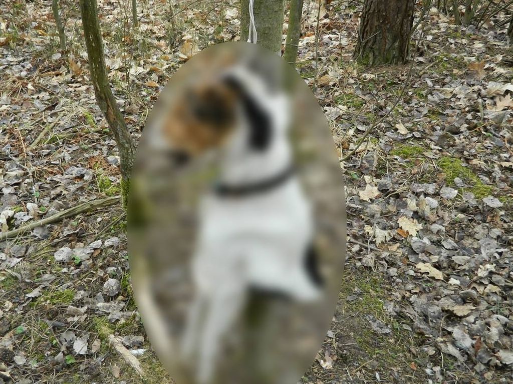 przestępstwo, znęcanie się nad zwierzętami, pies, policja, mazowieckie, łódzkie