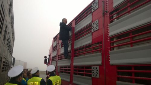 kontrole na granicach, transport zwierzat, transport pasz, piorin, ijhars, paweł niemczuk