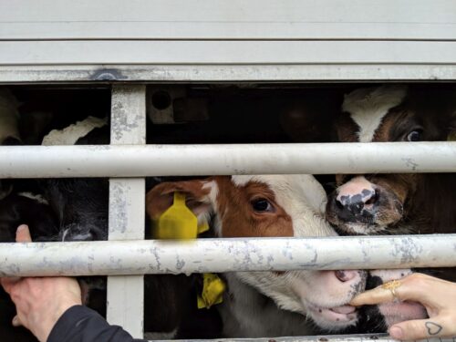 Zwierzęta hodowlane, transport zwierząt, Compassion in World Farming , europarlament