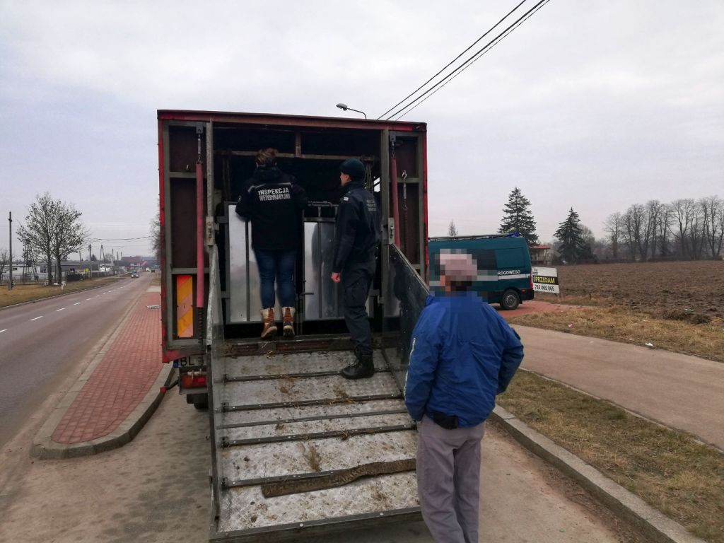 transport zwierząt, ustawa o ochronie zwierząt, Powiatowy Inspektorat Weterynarii, opole