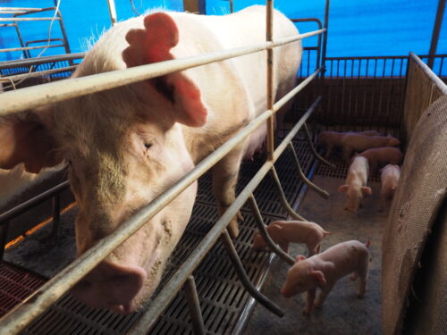 korea północna, korea południowa, asf, walka z asf, ferma trzody chlewnej