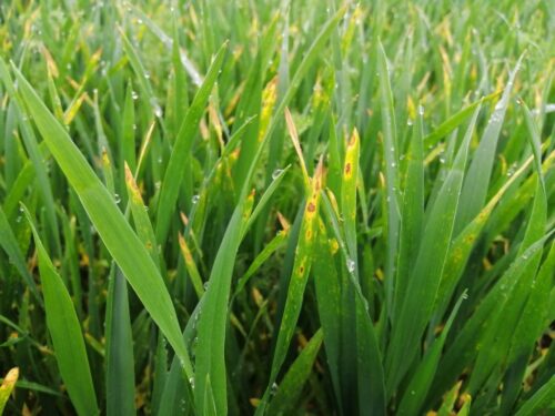 brunatna plamistość liści, ochrona fungicydowa zbóż, zabieg T2, septorioza paskowana liści