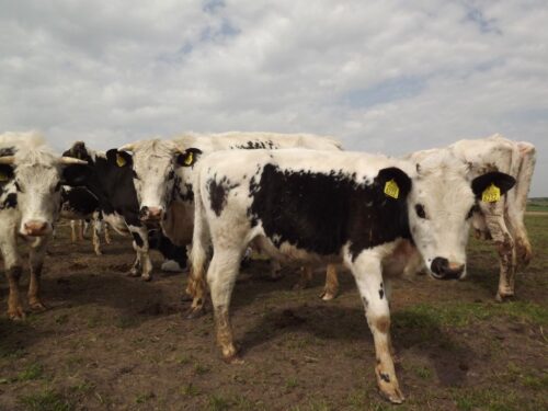 brazylia, ekport mięsa, wołowina, drób