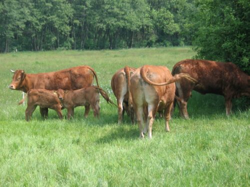 brazylia, ekport mięsa, wołowina, drób