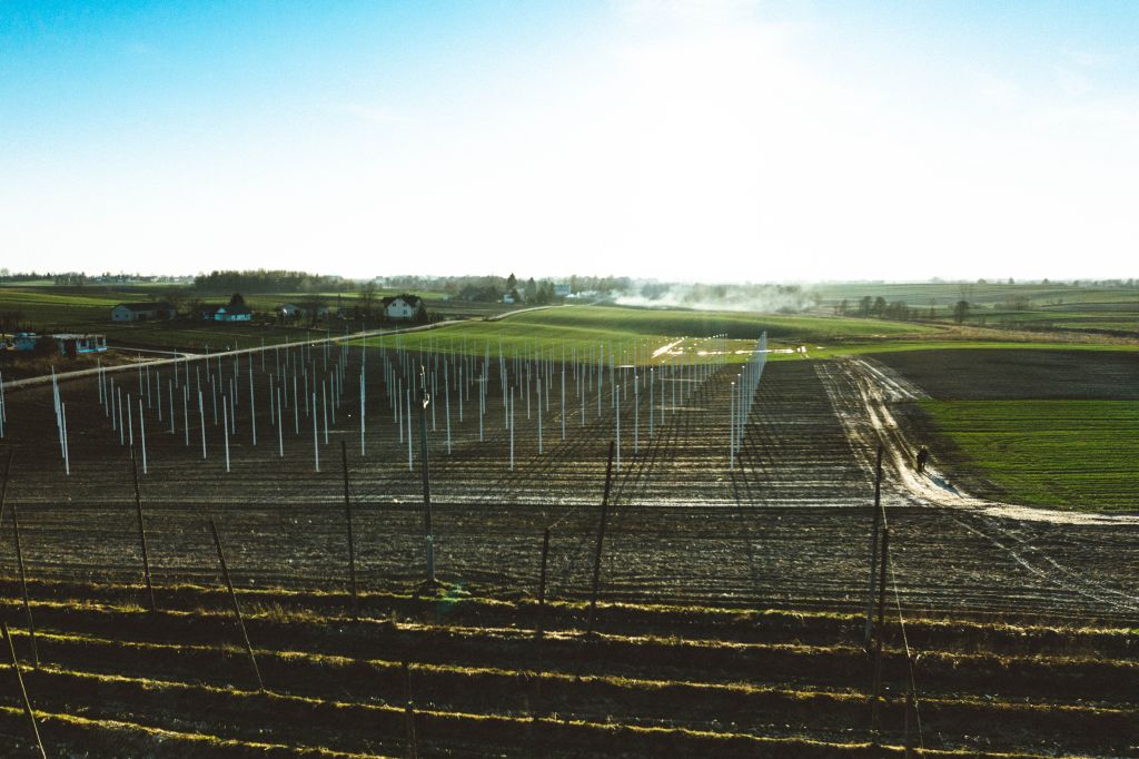 chmiel, plantacje chmielu, jastkowo, lubelszczyzna, Zbigniew Szkopek, browarnictwo