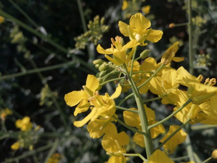 chowacz podobnik, pryszczarek kapustnik, rzepak ozimy, szkodniki łuszczynowe, IOR-PIB, pyretroidy, neonikotynoidy,