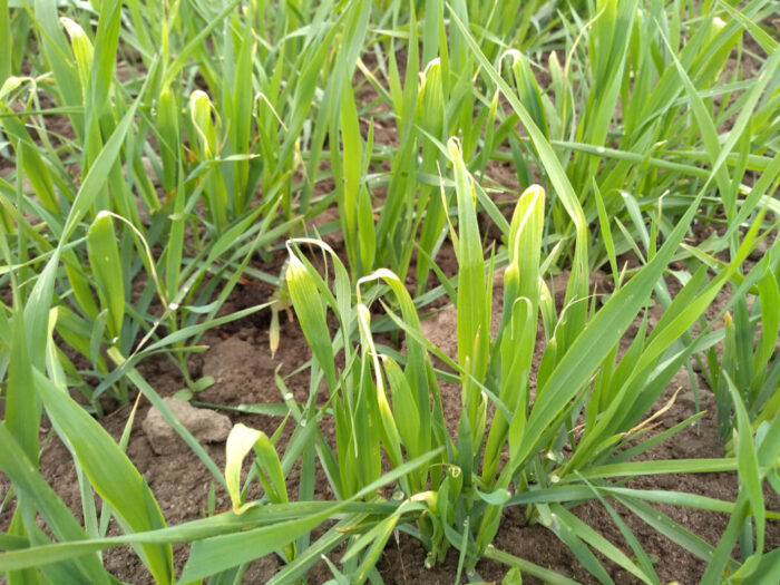 GUS, ocena stanu upraw, zboża ozime, rzepak ozimy, plantacje zaorane, susza, straty w przechowalnictwie, przymrozki