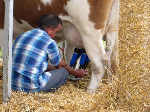 Sprzęt udojowy, dojarka, Lena Lewandowska, powiatowy lekarz weterynarii, Maków Mazowiecki