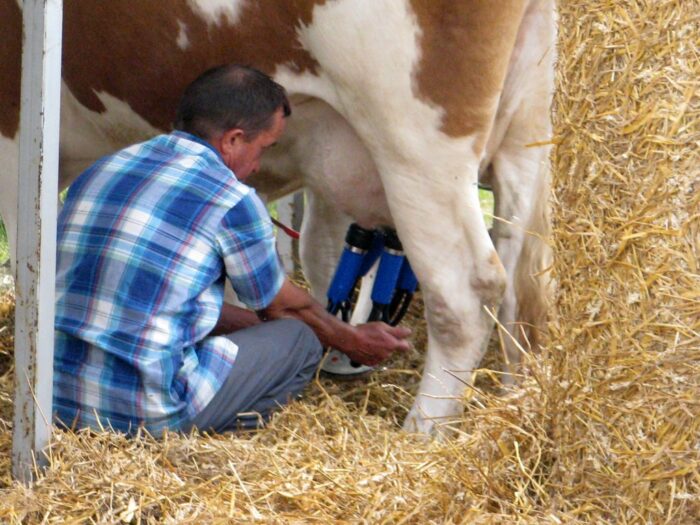 Sprzęt udojowy, dojarka, Lena Lewandowska, powiatowy lekarz weterynarii, Maków Mazowiecki