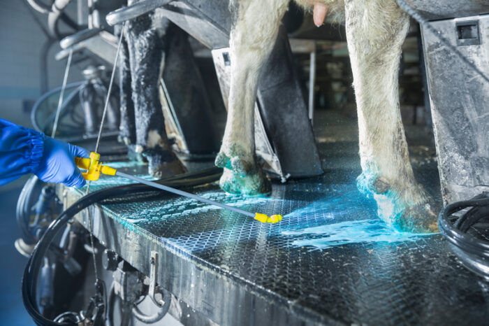 EasyStride, DeLaval, kąpiele racic, kulawizny