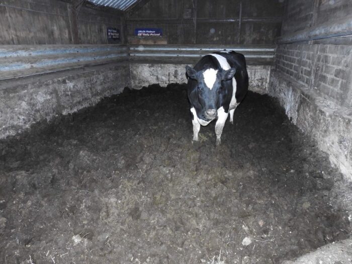 falenty, instytut w falentach, Animal Rescue Polska, chore bydło, jan krzysztof ardanowski