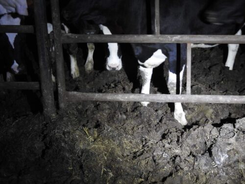 falenty, instytut w falentach, Animal Rescue Polska, chore bydło