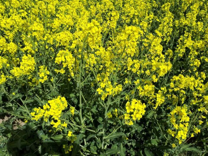 Zgnilizna twardzikowa, czerń krzyżowych, szara pleśń, ochrona rzepaku, fungicydy,