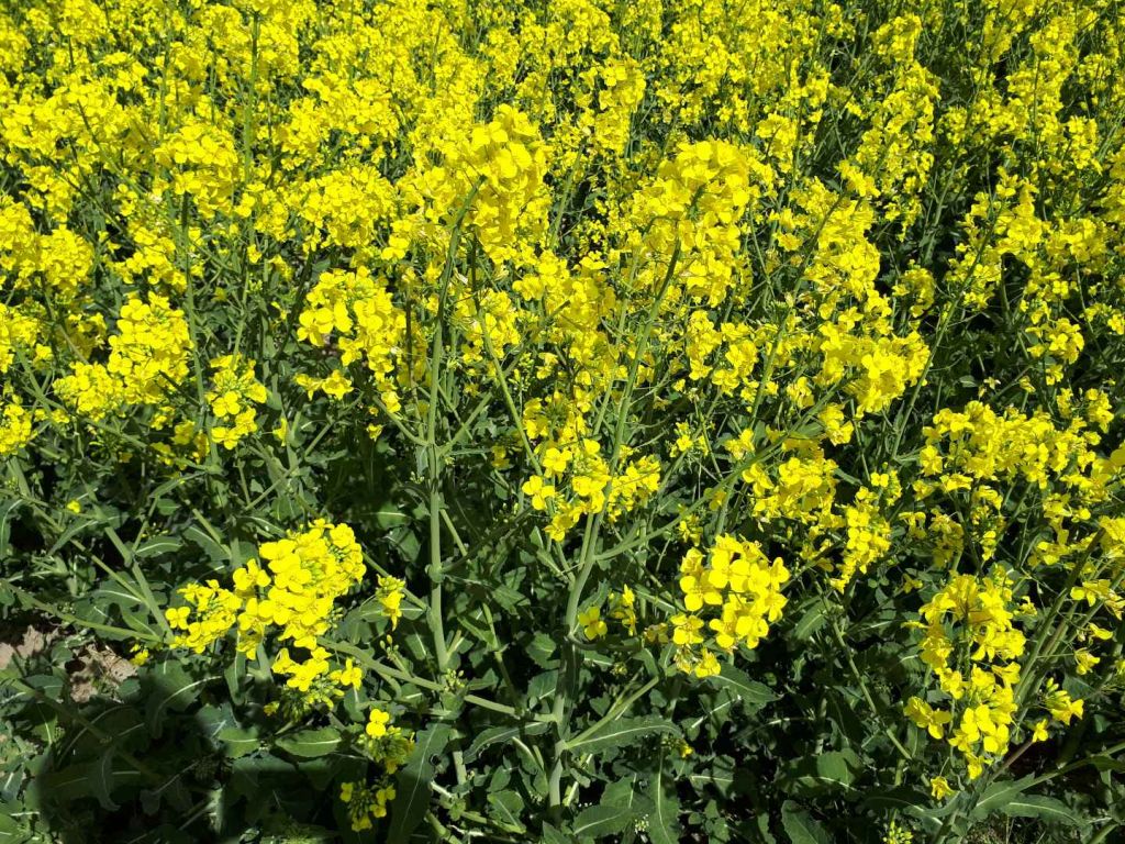 Zgnilizna twardzikowa, czerń krzyżowych, szara pleśń, ochrona rzepaku, fungicydy,