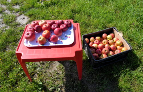 KUPS, Barbara Groele, IERiGŻ-PIB, produkcja owoców, jabłka, zapasy, WAPA
