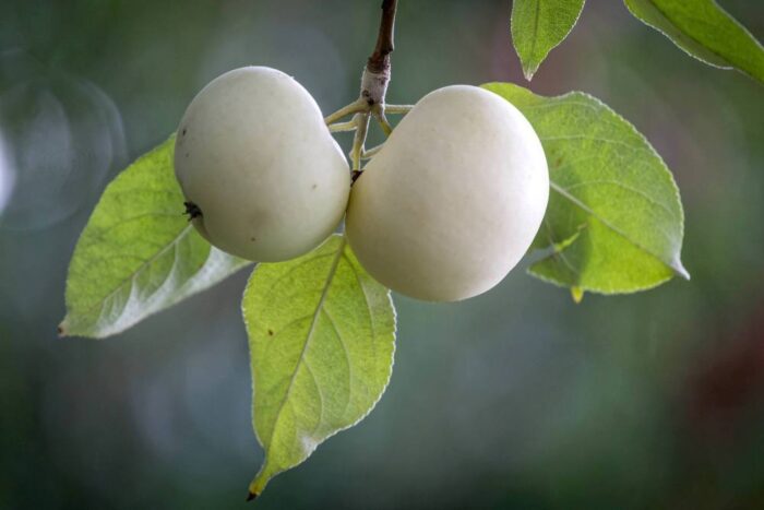 produkcja jabłek, eksport jabłek, czechy, Mirosław Maliszewski, Związek Sadowników RP,  Martin Ludvík
