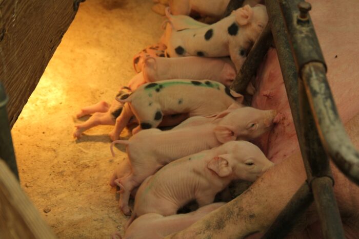 prosięta, mioty, maciory, siara