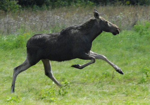 wypadki z udziałem łosi, dzikie zwierzeta na drogach, mazowsze, lubelszczyzna, policja, straż pożarna