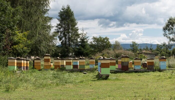 pasieka, ule, pszczoły