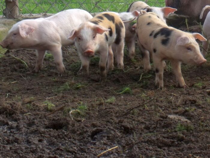 badanie próbek krwi od świń, walka z asf w polsce, krir, transport świń, hodowla trzody chlewnej