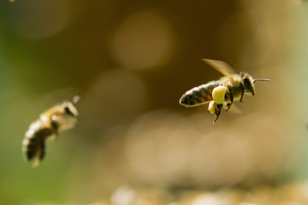 Światowy Dzień Pszczół, owady zapylające, pszczelarstwo, produkcja miodu