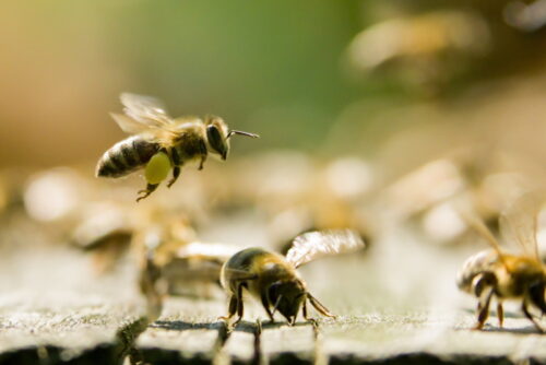 Ule na balkonie, miejska hodowla pszczół, włochy, mediolan