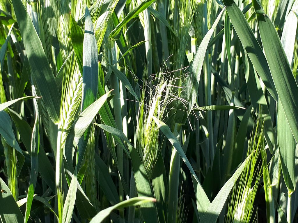 żółwinek zbożowy, pszenżyto ozime, uszkodzenia kłosów, szkodniki zbożowe, pluskwiaki, insektycydy, zwalczanie szkodników