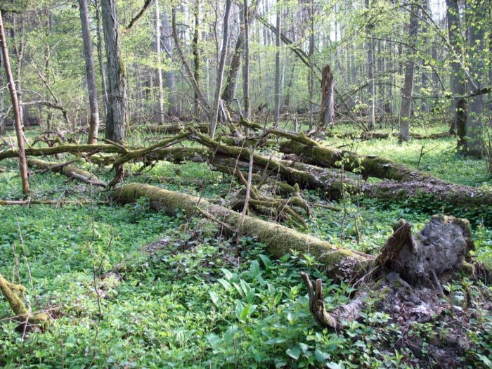 Puszcza Białowieska, kornik drukarz, Lasy Państowe, ministerstwo środowiska, drewno