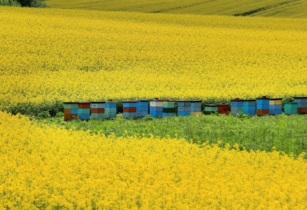 rzepak, uprawa rzepaku, biopaliwa, śruta rzeppakowa, surowce na pasze, minikowo