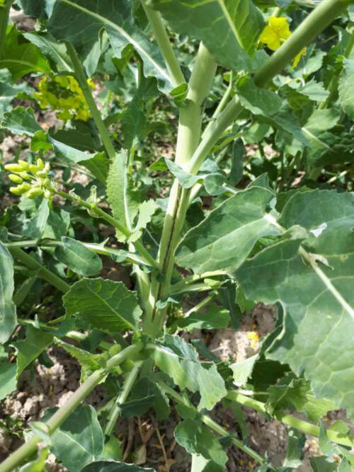 rzepak, przymrozek, łodyga, kwiaty